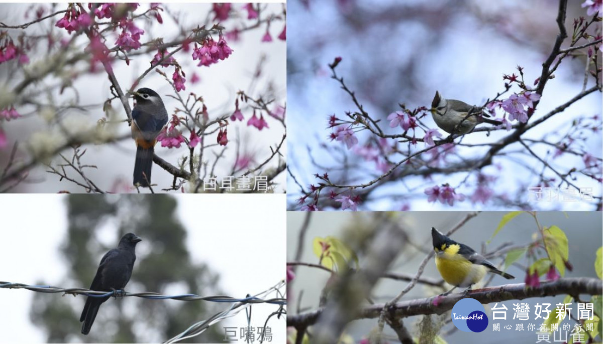 利用SILIC生物音智慧辨識與標記系統收集鳥類鳴唱行為。（圖/玉管處提供）<br /><br />
<br /><br />

