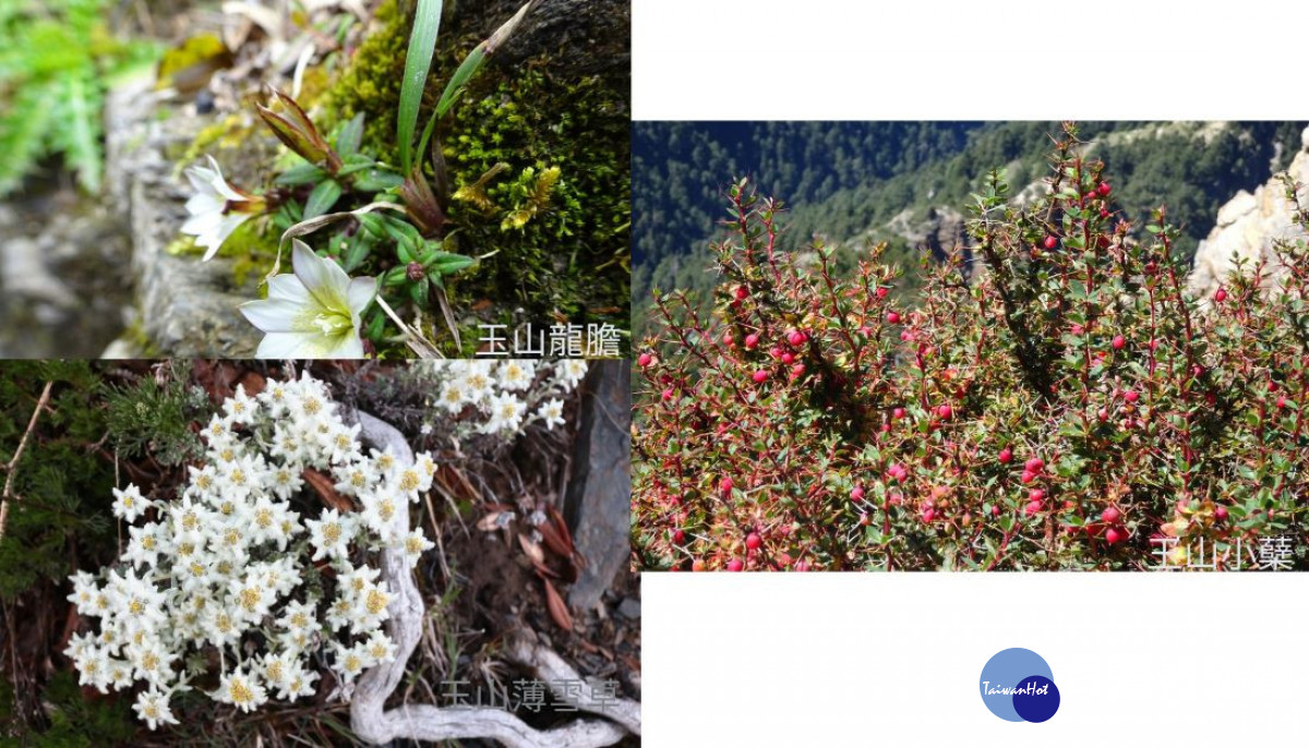 以玉山為名的植物。（圖/玉管處提供）