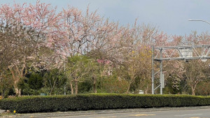 北香湖公園北側靠世賢路的南洋櫻／嘉義市府提供