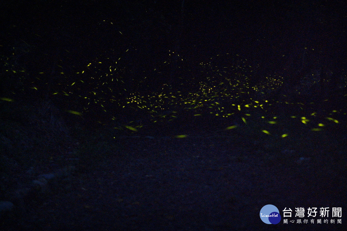奧萬大漫天飛舞的螢光(資料照) 。（圖/林業保育署南投分署提供）