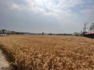 大片金黃麥田。