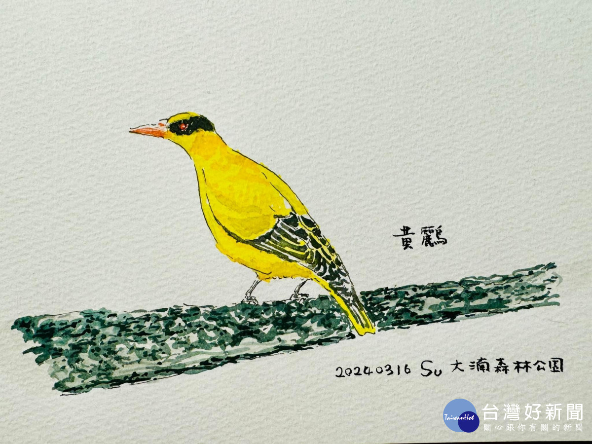 桃園市副市長蘇俊賓手繪的黃鸝。