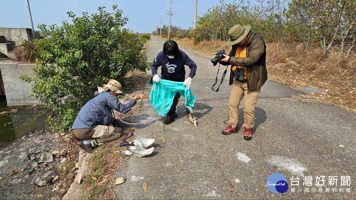 嘉義縣府人員今年3月上旬前往布袋濕地生態園區救援受傷黑面琵鷺／嘉義縣府提供