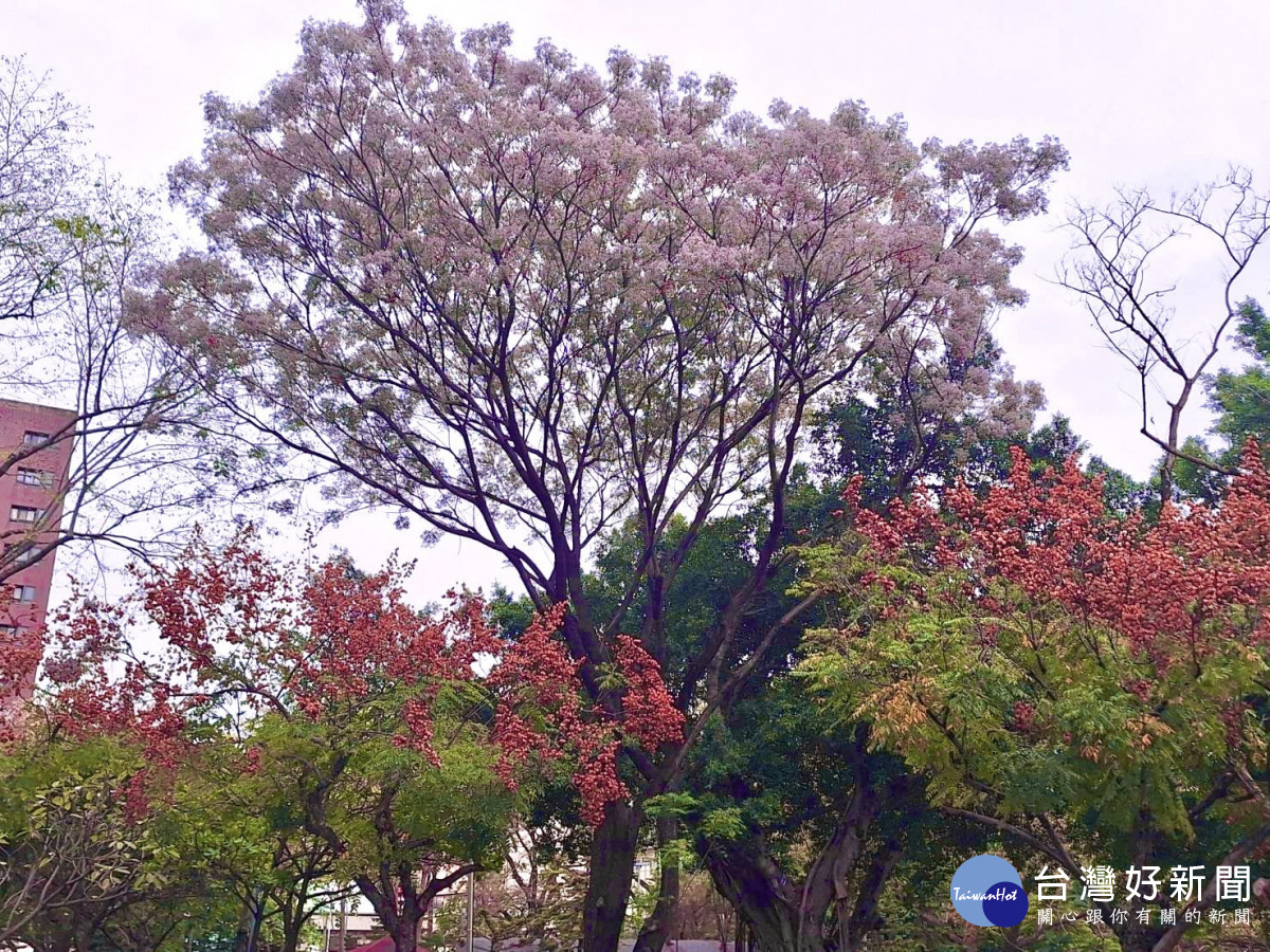 民俗公園苦楝樹開滿粉紫色花充滿浪漫氣息