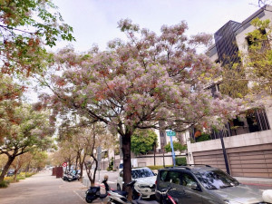 北屯區的軍福公園種植多株苦楝樹