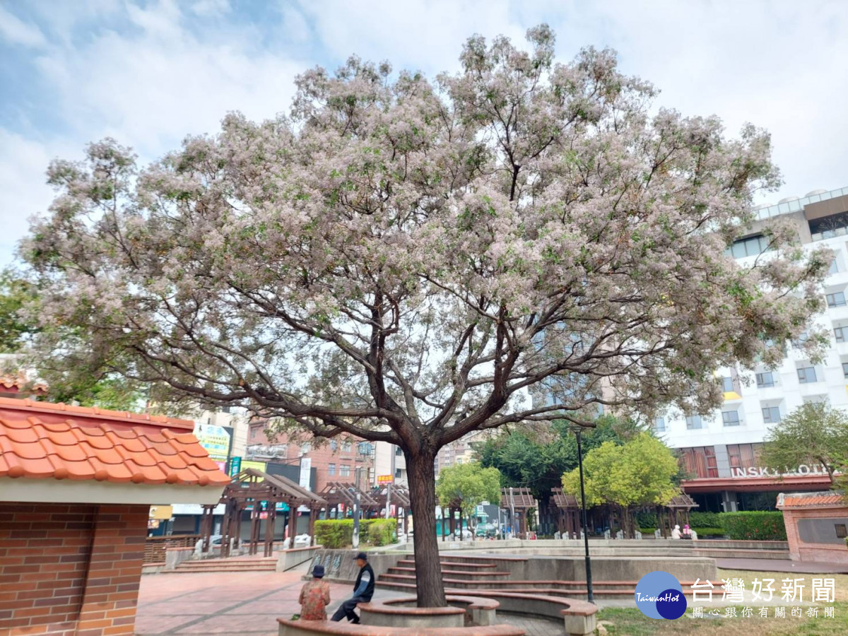 張廖家廟公園的苦楝樹盛開粉紫色花蕊