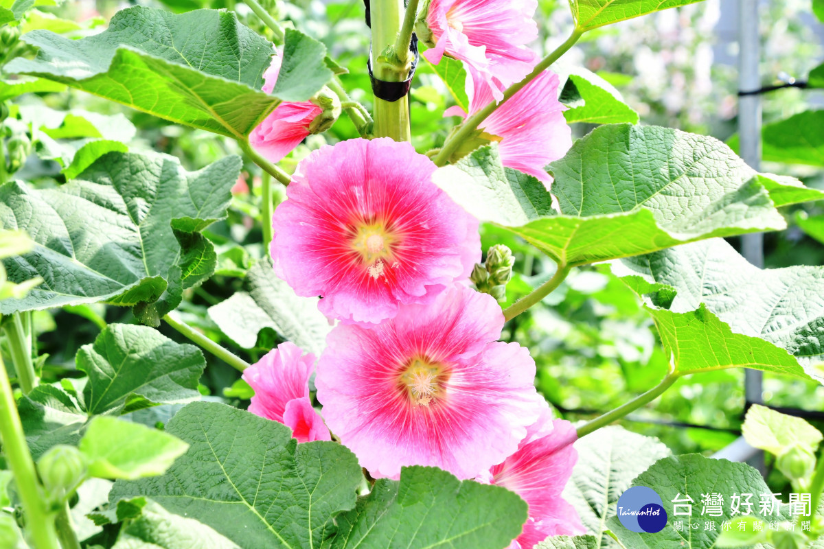 員林蜀葵花季來了，3/30起免費入園，開放一個月。圖／記者鄧富珍攝<br /><br />
