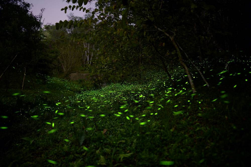 東勢林場推出螢火蟲季攝影比賽，4月1日到5月1日這段期間，只要是在東勢林場園區內拍攝到的螢火蟲照片上傳活動專頁即可參加比賽。(圖/東勢林場)