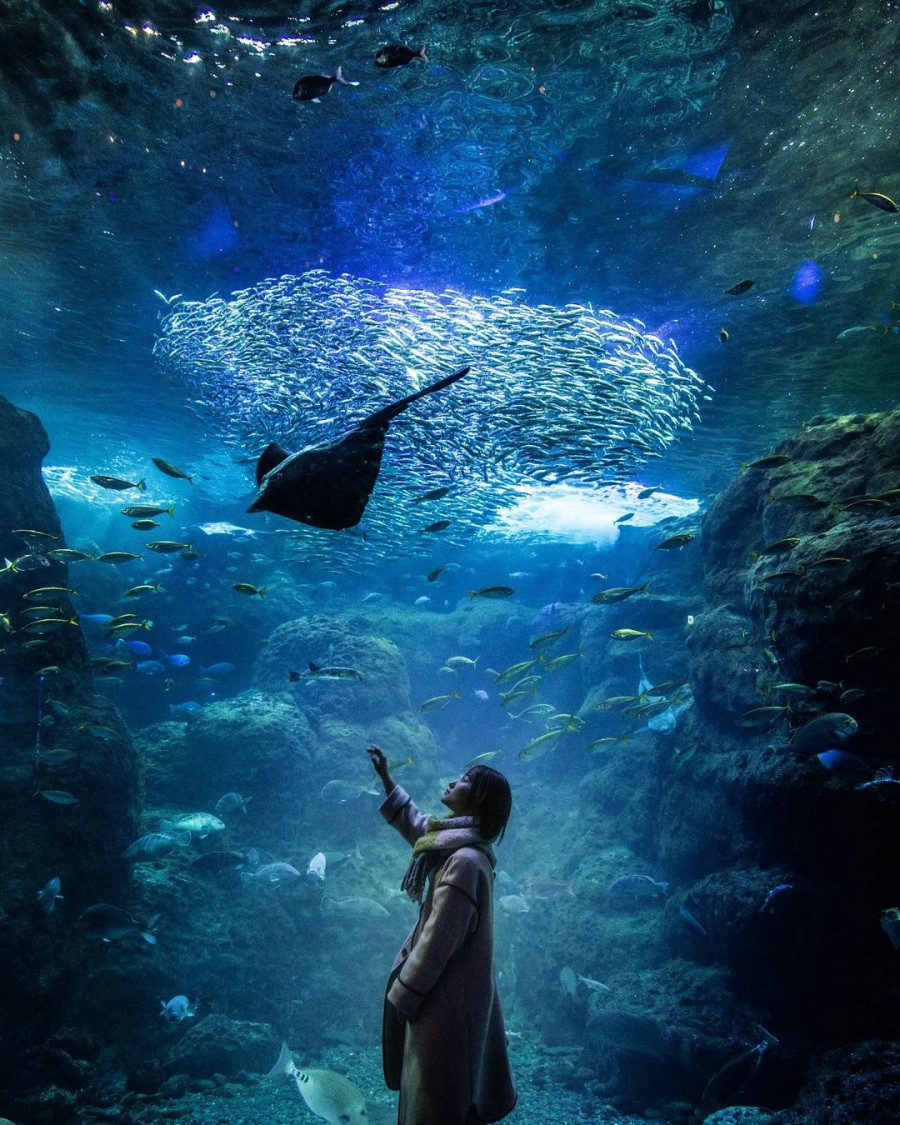 ▲新江之島水族館「水母幻想廳」裏，則展示着各式各樣的水母，這些美麗的水母，更是喜歡旅遊記錄者最佳的拍攝打卡景點。（圖／翻攝自 網路）