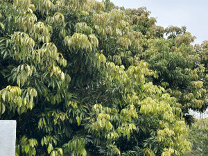 天氣高溫不斷不少龍眼樹甚至不見花而長出新芽。（記者扶小萍攝）