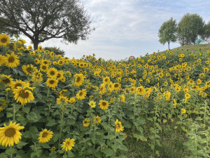 中市最新打卡秘境 后里環保公園向日葵花海盛開超吸睛