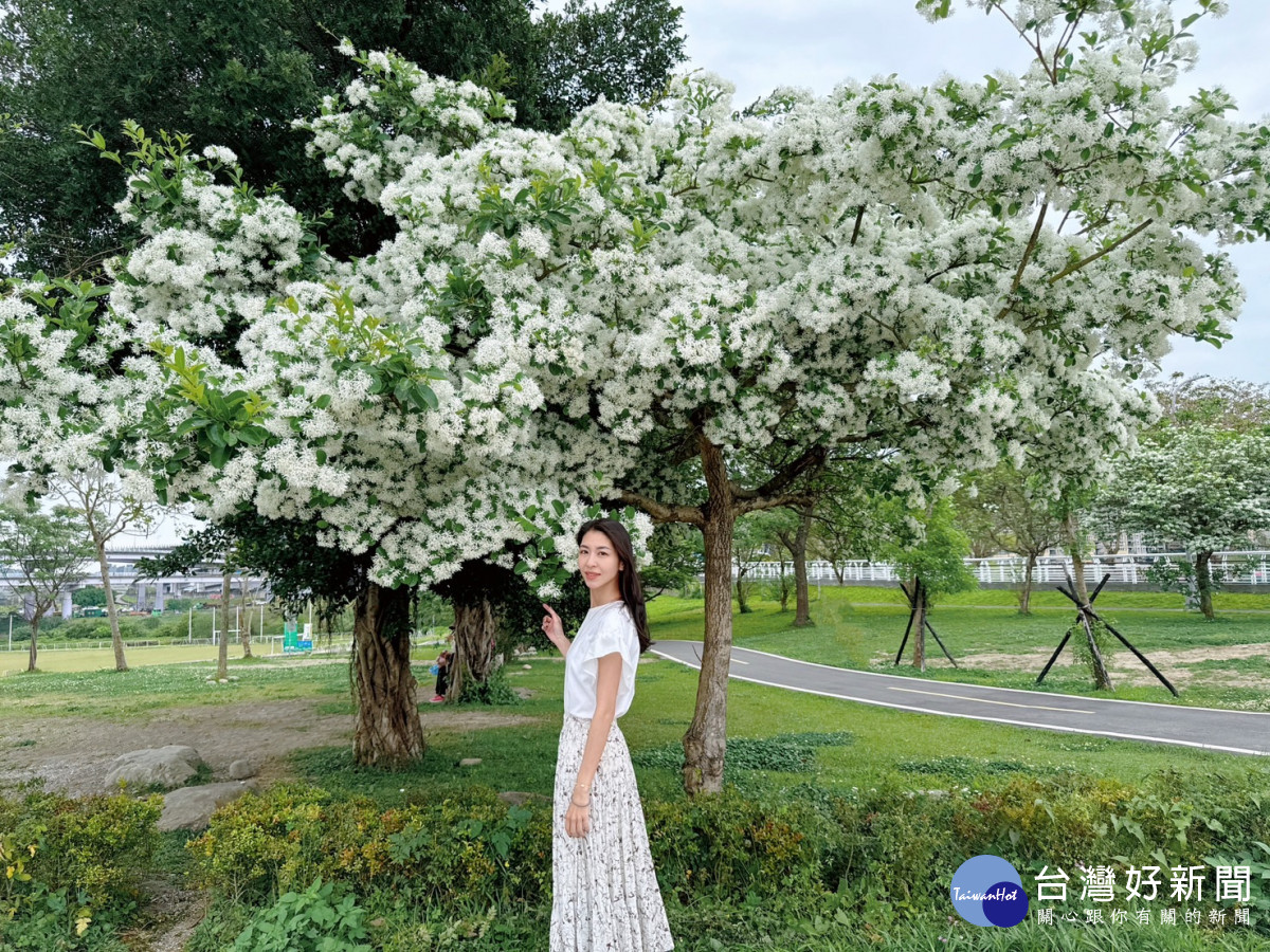 流蘇花綻放　新店陽光園區迎來浪漫四月雪