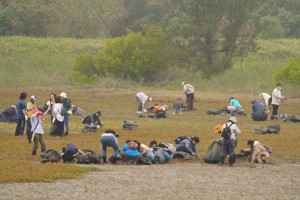 海馬齒清除現場