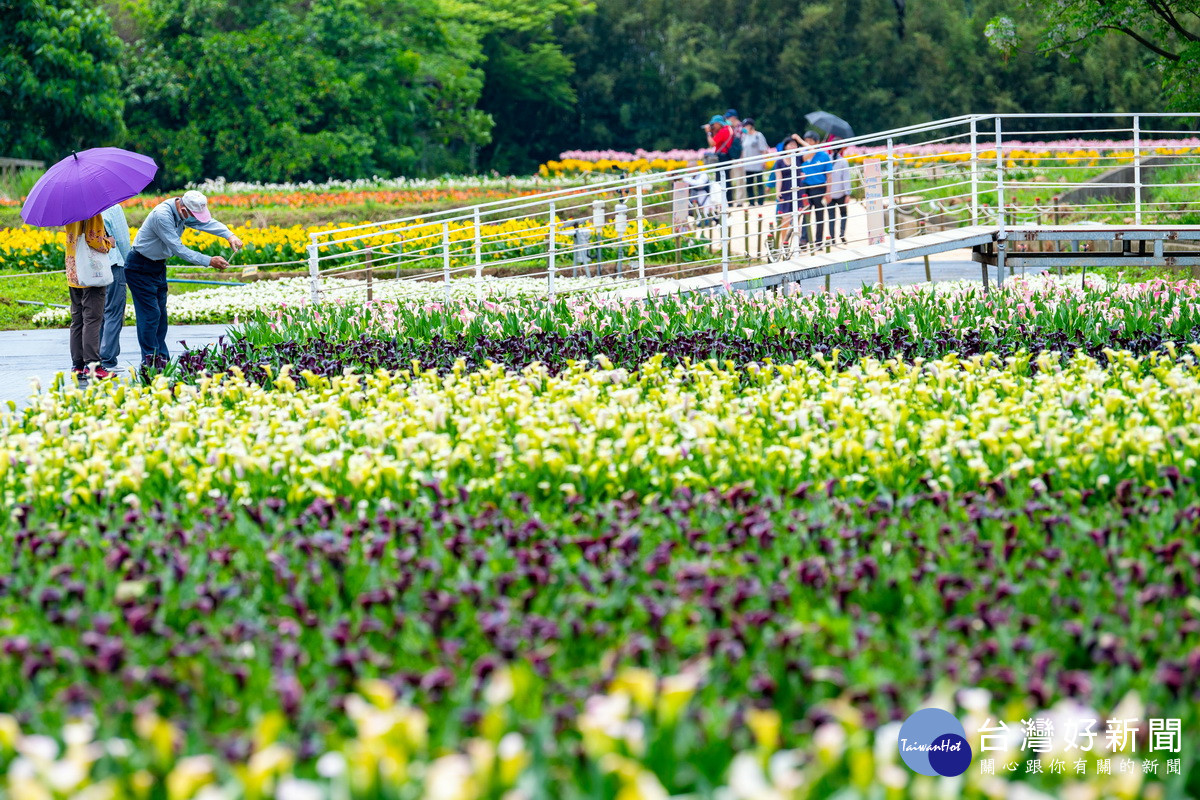 「2024溪海花卉農遊趣」總計有17萬株球根花卉及草花。