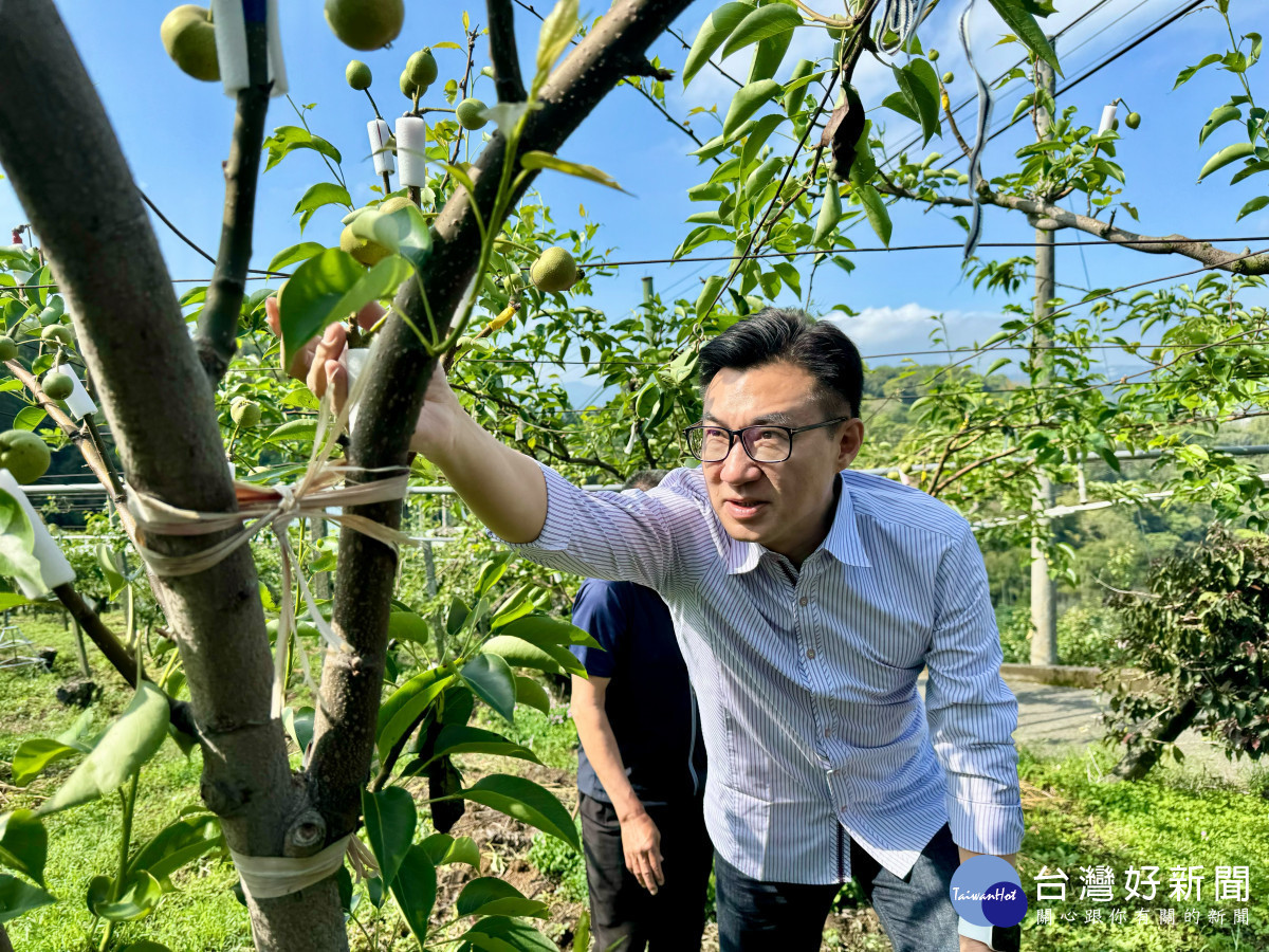 立法院副院長江啟臣現勘東勢高接梨農損。