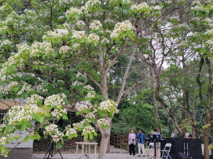 2024雲林客家桐花祭4/13在古坑登場／翻攝照片