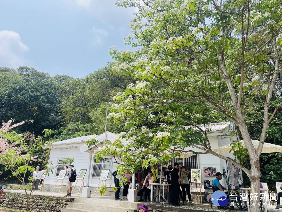 古坑油桐花已盛開，雲林縣府歡迎民眾利用假日來賞花／翻攝照片