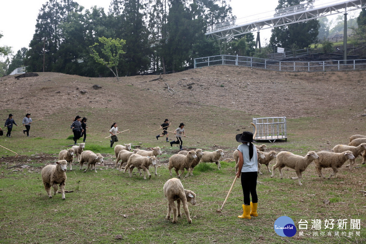 學童扮牧羊人快樂趕羊奔跑。（清境農場提供）