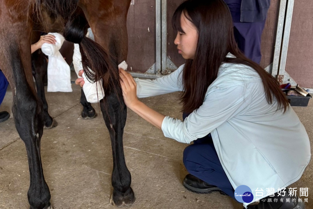 動保系學生在澳洲TAFE學校學照護馬。
