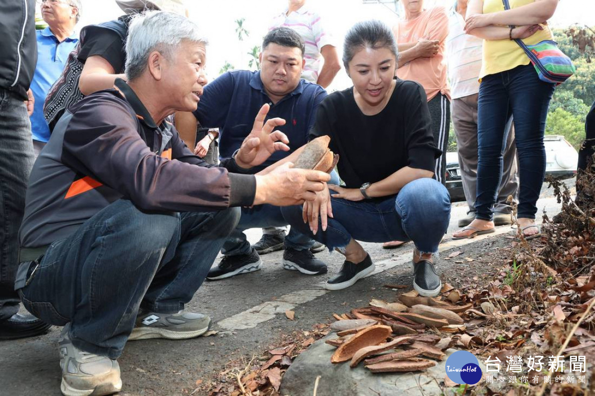 大葉桃花心木路樹，春季大量落葉及落果，不僅常砸到過往人車，堅硬的果實破裂，還會造成機車打滑十分危險。