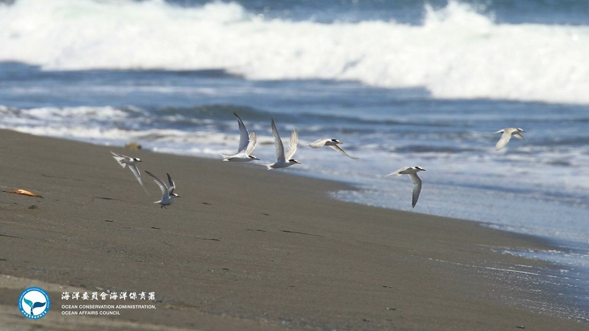 彰化沿海出現燕鷗蹤跡尋找繁殖育雛　海保育署籲遵守「四不一要」 共同守護燕鷗家族