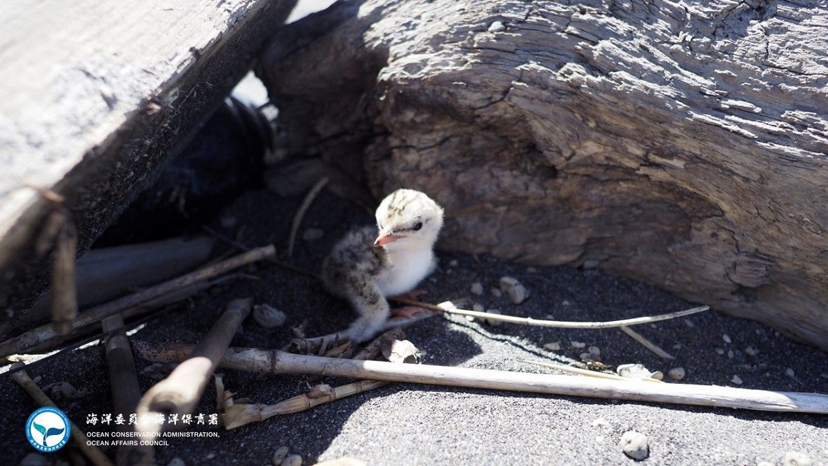 彰化沿海出現燕鷗找育雛地點蹤跡　海保署籲遵守「四不一要」 共同守護