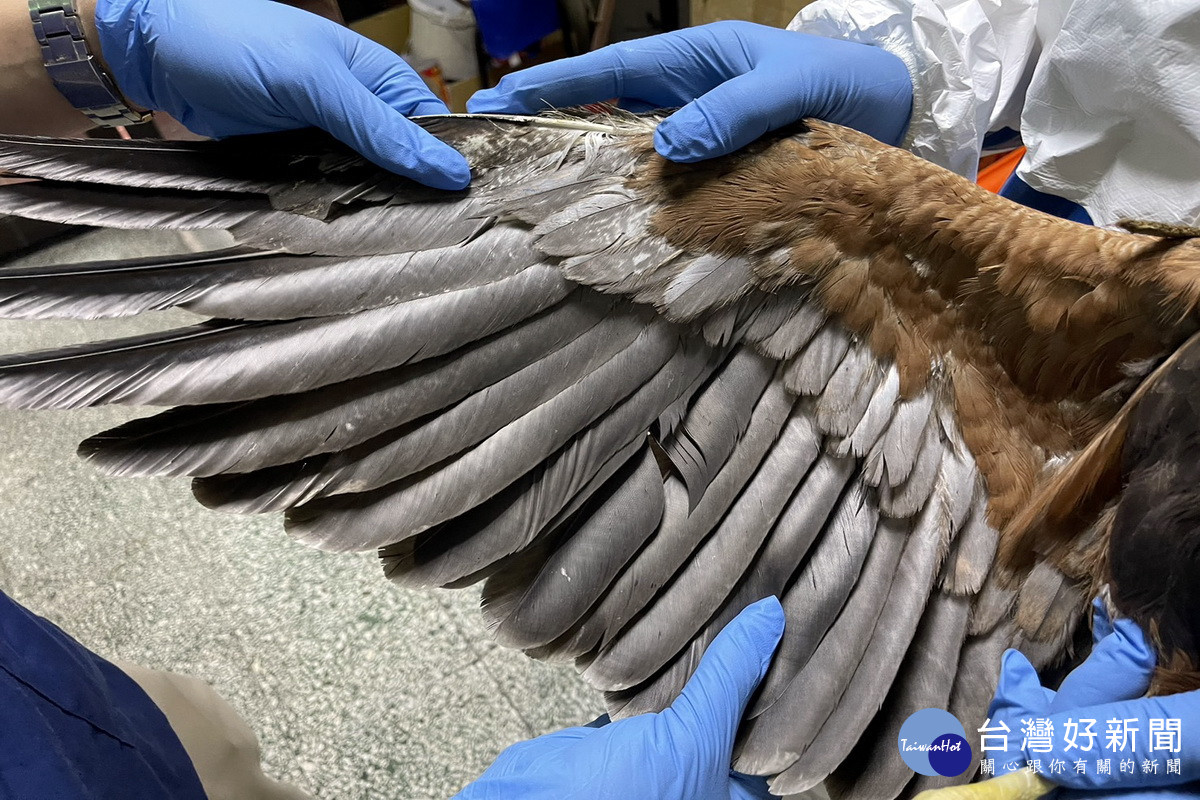 栗翅鷹被救下後由動保處收容照護。