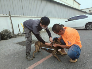 嘉義縣家畜疾病防治所與高雄港務分公司布袋管理處、岑海里長翁億穎合作執行「布袋觀光區浪犬矯正專案」，該區域犬隻追車咬人比例降低七成／嘉義縣府提供