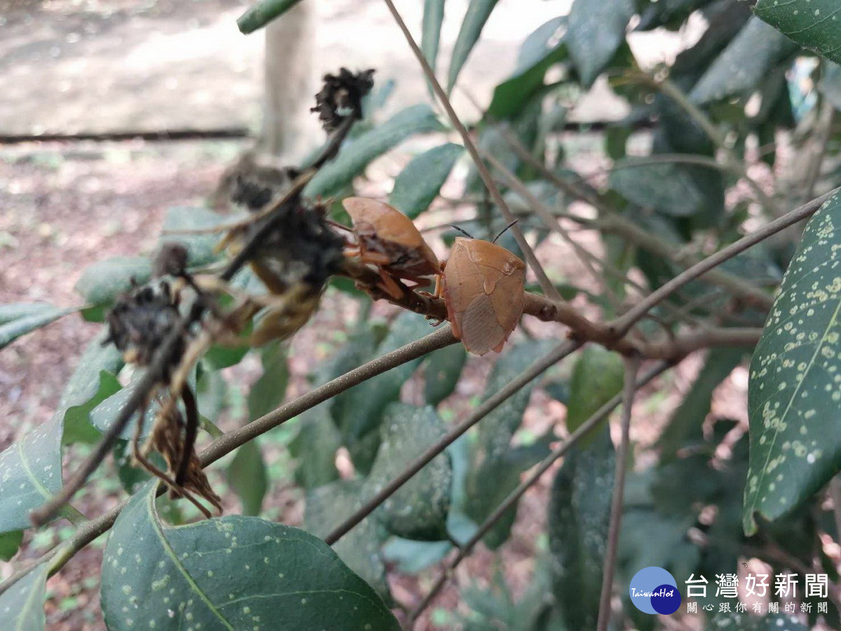 荔枝椿象危害果樹　林業署南投分署友善環境防治法 台灣好新聞 第3張