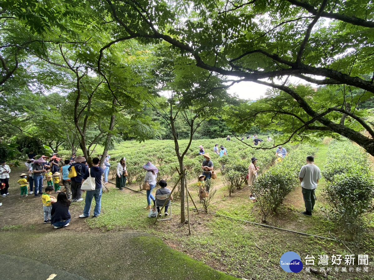 新北文山農場探索茶文化與螢共舞　感受生態之美魅力 台灣好新聞 第3張