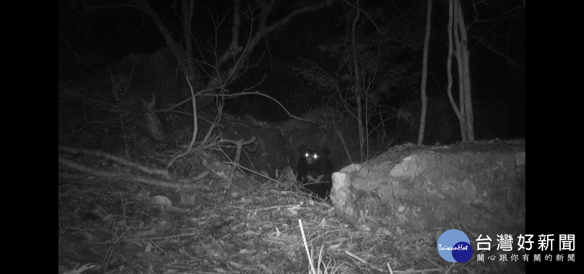 紅外線自動相機拍到黑熊從鏡頭前方探出頭來。