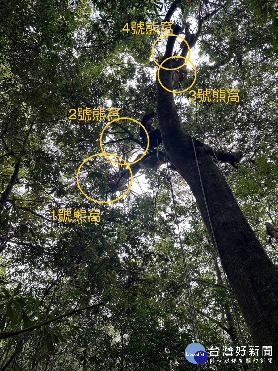 大雪山地區驚喜發現　台灣黑熊樹上熊窩影像曝光 台灣好新聞 第3張