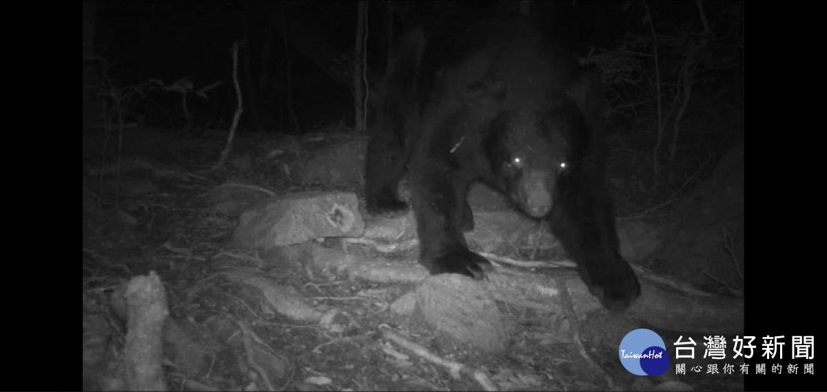 大雪山地區紅外線自動相機正巧捕捉黑熊看鏡頭畫面。