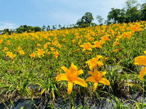 中部地區最大片的金針花海-東勢林場整片山坡地2公頃約6~7萬株的金針花已經盛開。(圖/地方中心)