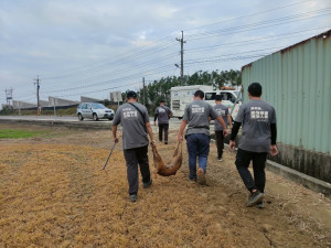 嘉義縣海區東石、布袋和義竹公所將設立專人專線，方便民眾通報與精準處置遊蕩犬問題／嘉義縣府提供