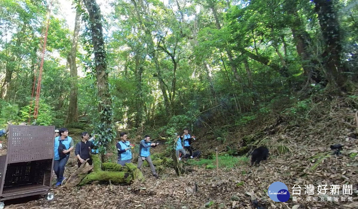 為了讓Ziman 遠離人群，臺中分署在野放時持野生動物驅離槍，以不造成傷害方式進行負面制約。