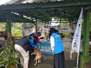 鼬獾狂犬病頻現蹤　花蓮縣府派員加強注射狂犬病疫苗