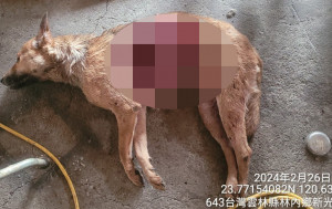雲林縣45歲陳男在林內鄉私設狗場，並多次違規飼養犬貓致死／雲林地檢署提供