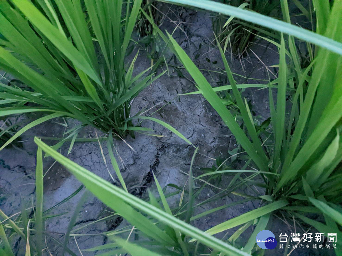 農田乾涸嚴重，農民憂心忡忡。