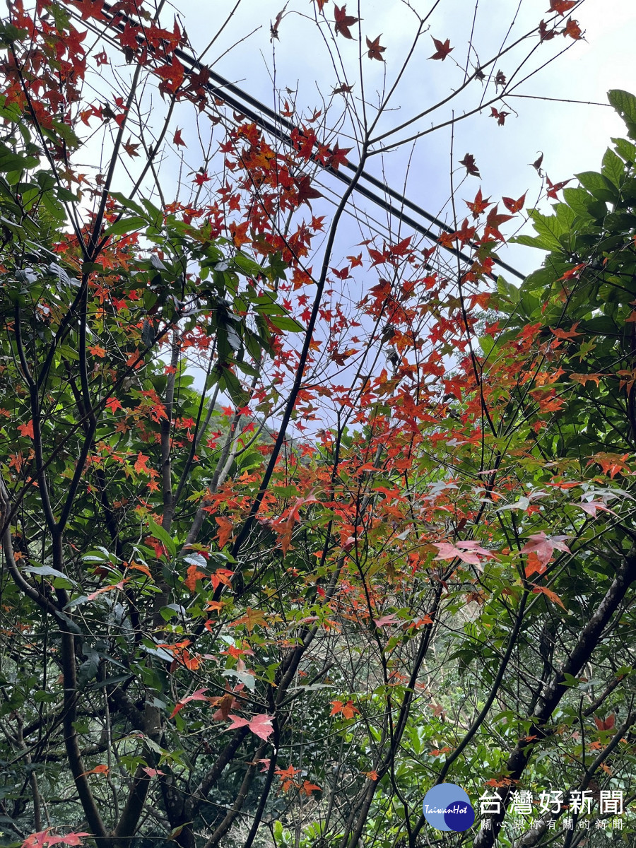 滿月圓楓風（林業保育署新竹分署提供）