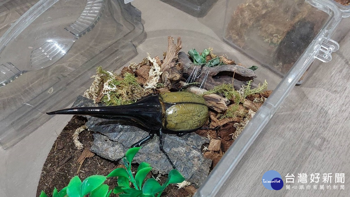 清水岩生態園區隨處可見獨角仙蹤跡