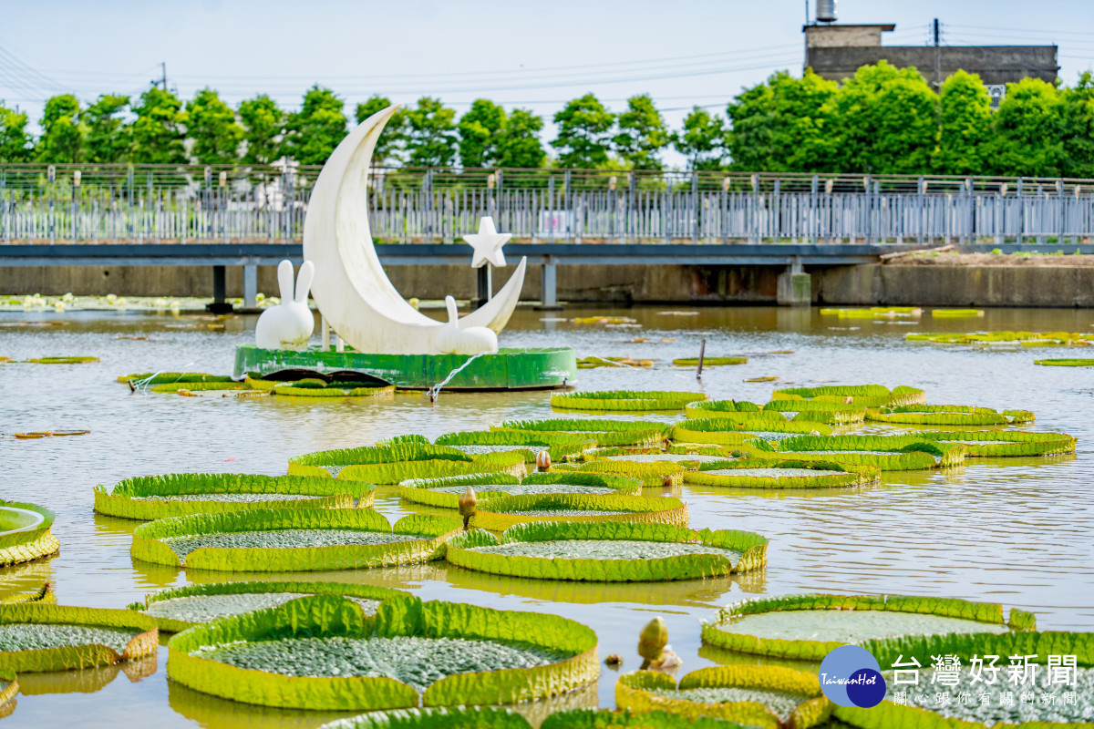 大王蓮一景。