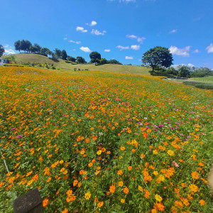 暑期賞花新熱點！中市后里環保公園黃波斯花季盛開中