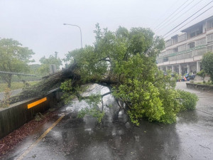 烏日地區路樹倒很多。林重鎣