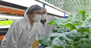 彰化縣長王惠美取經新加坡元通綠能植物工廠。圖／彰化縣政府提供