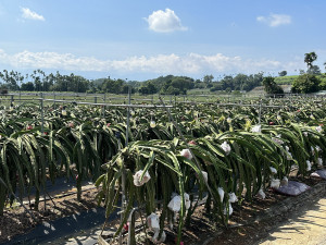 名間鄉紅龍果在紅土、燈照等條件下品質優良。（記者扶小萍攝）