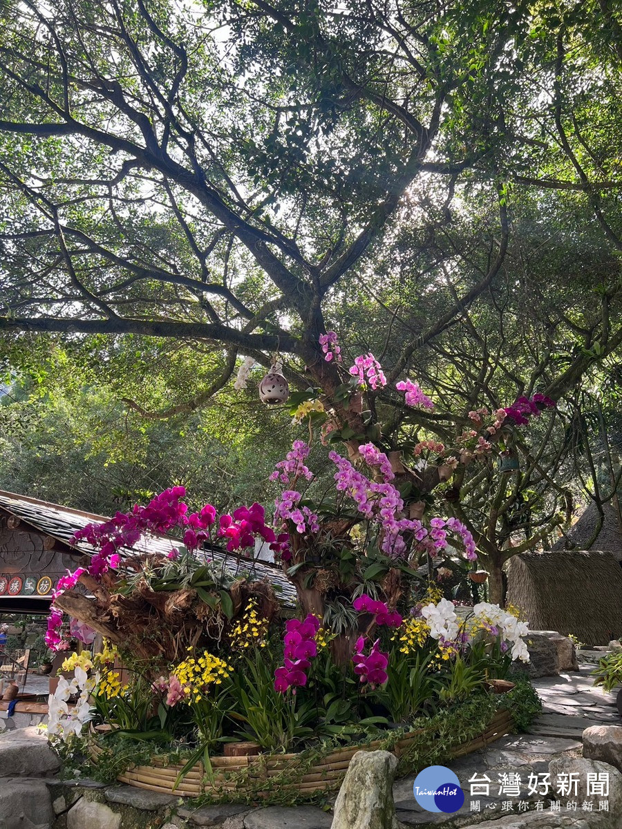 排灣族又新增蘭花展區，各色蝴蝶蘭和文心蘭紛紛綻放