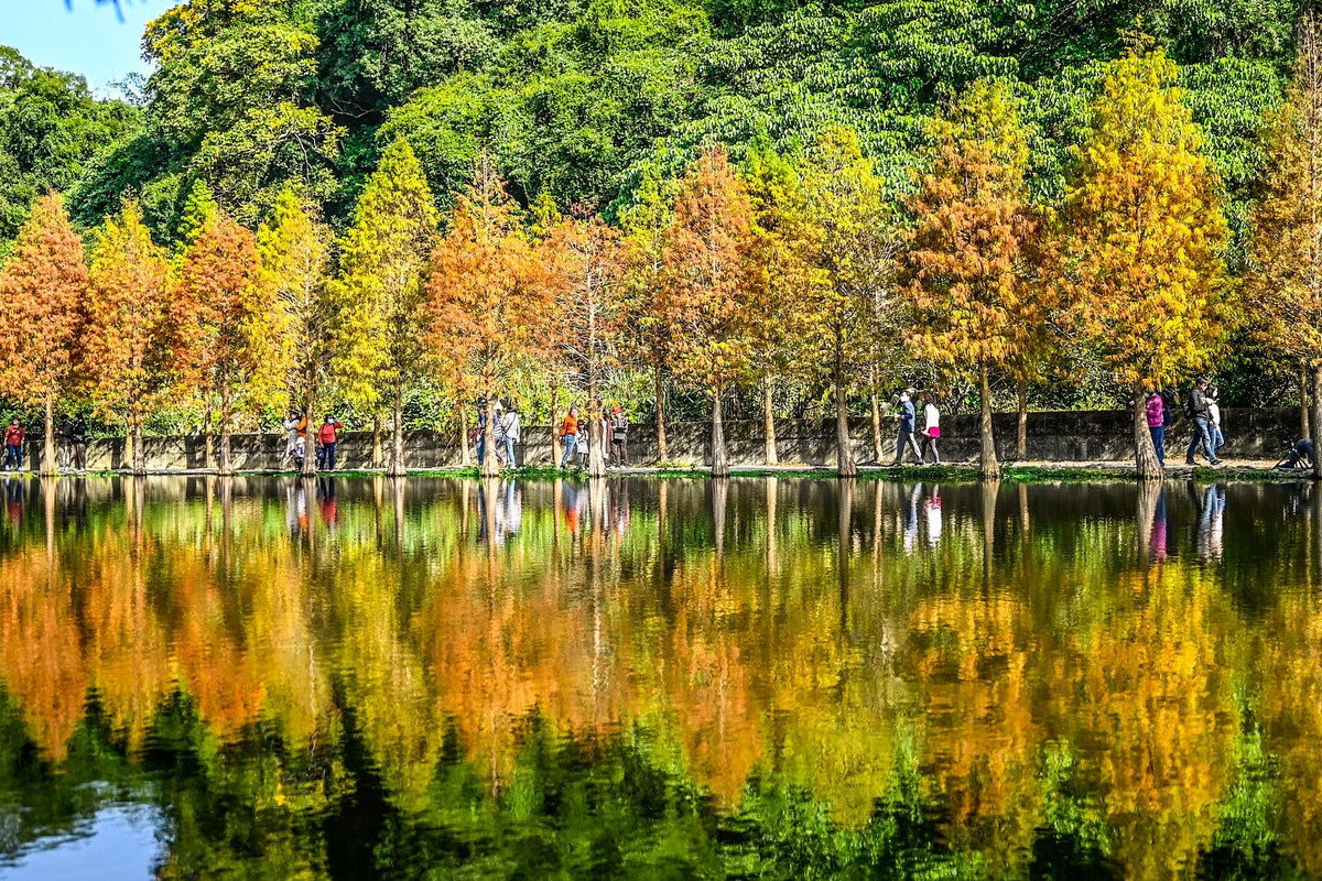 大溪月眉人工濕地落羽松美景。(備註：目前尚未轉紅，僅供示意)<br />
