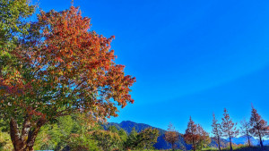 陸續轉紅的紅榨槭，小雪山區域(林正智攝)。