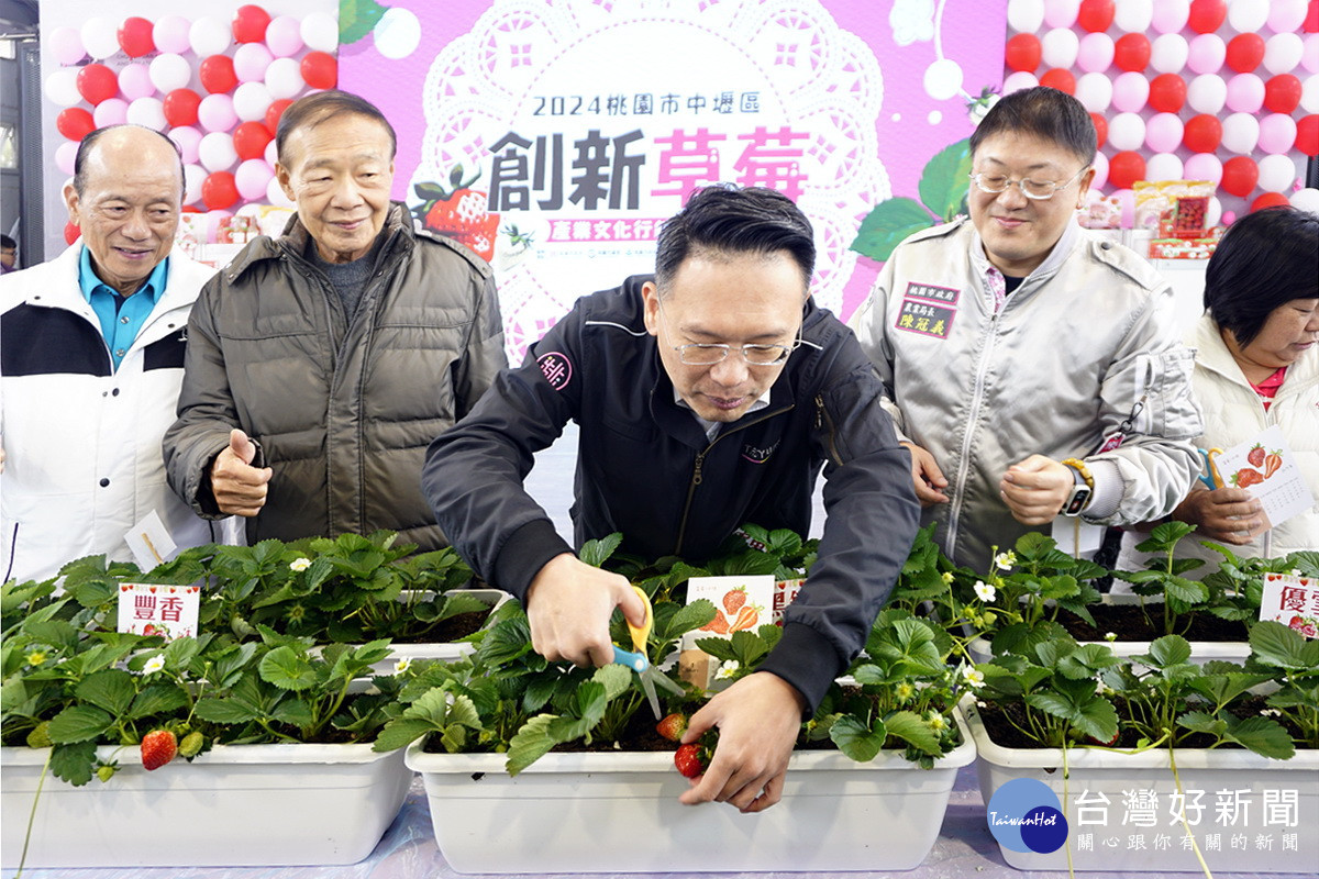 桃園市副市長蘇俊賓親手採摘新鮮草莓 。<br />

